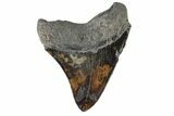 Fossil Megalodon Tooth - Colorful Blade #168058-2